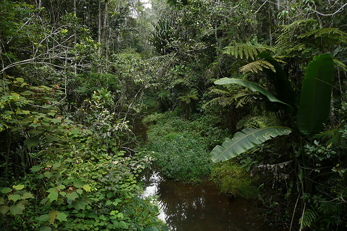Perinet Rainforest